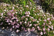 23 Gipsofila strisciante (Gypsophyla repens )